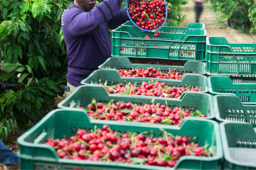 A man picks cherries in a field, with stackable bulk containers nearby for collecting the fruit.