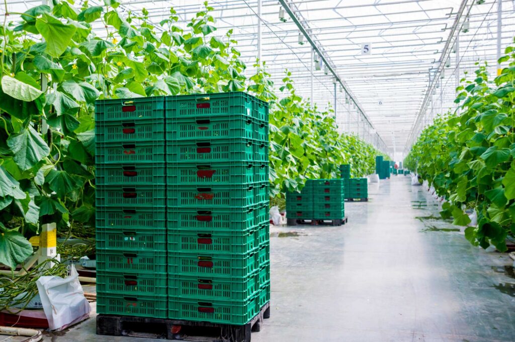 Why Plastic Pallets Are a Must for Food – Beverage Manufacturers 1 (1) (1)